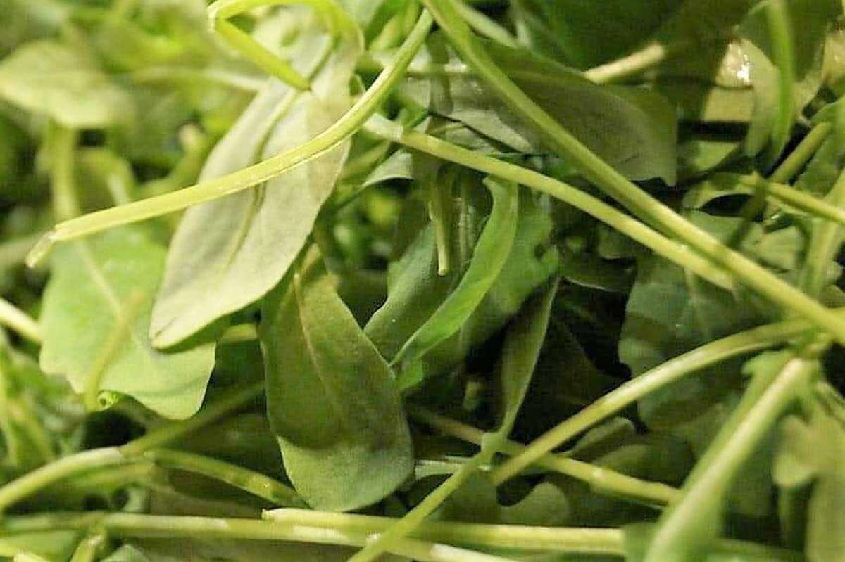 Roquette : bienfaits, préparation, valeur nutritive