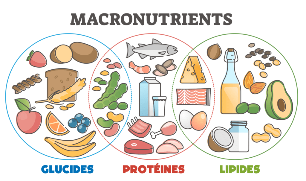 macronutriments-apports-nutritionnelles