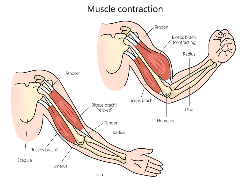 muscles-protéines-fitness-annecy